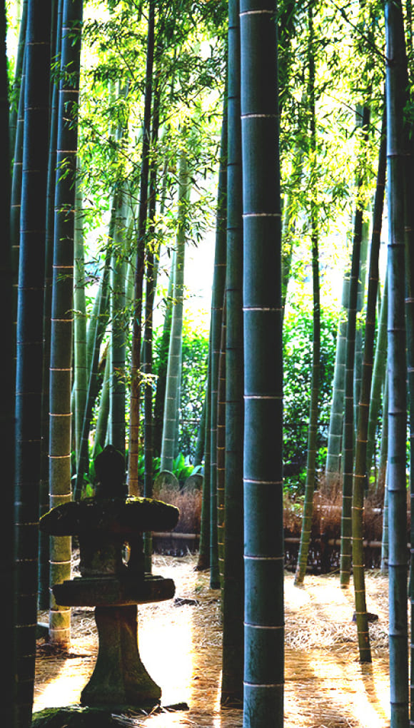 竹の庭の画像2