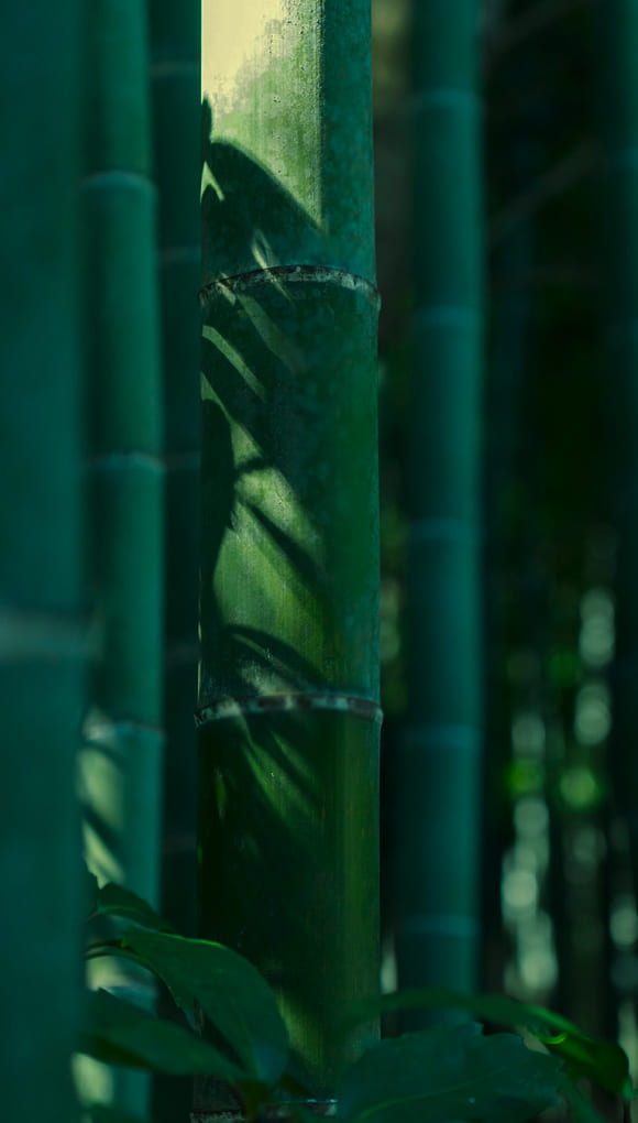 竹の庭の画像3