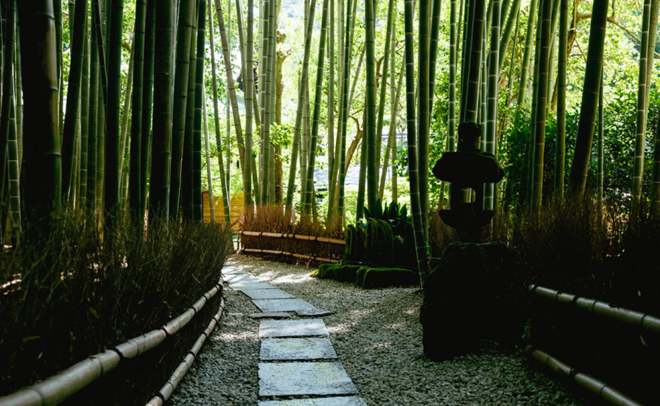 bamboo
            garden image