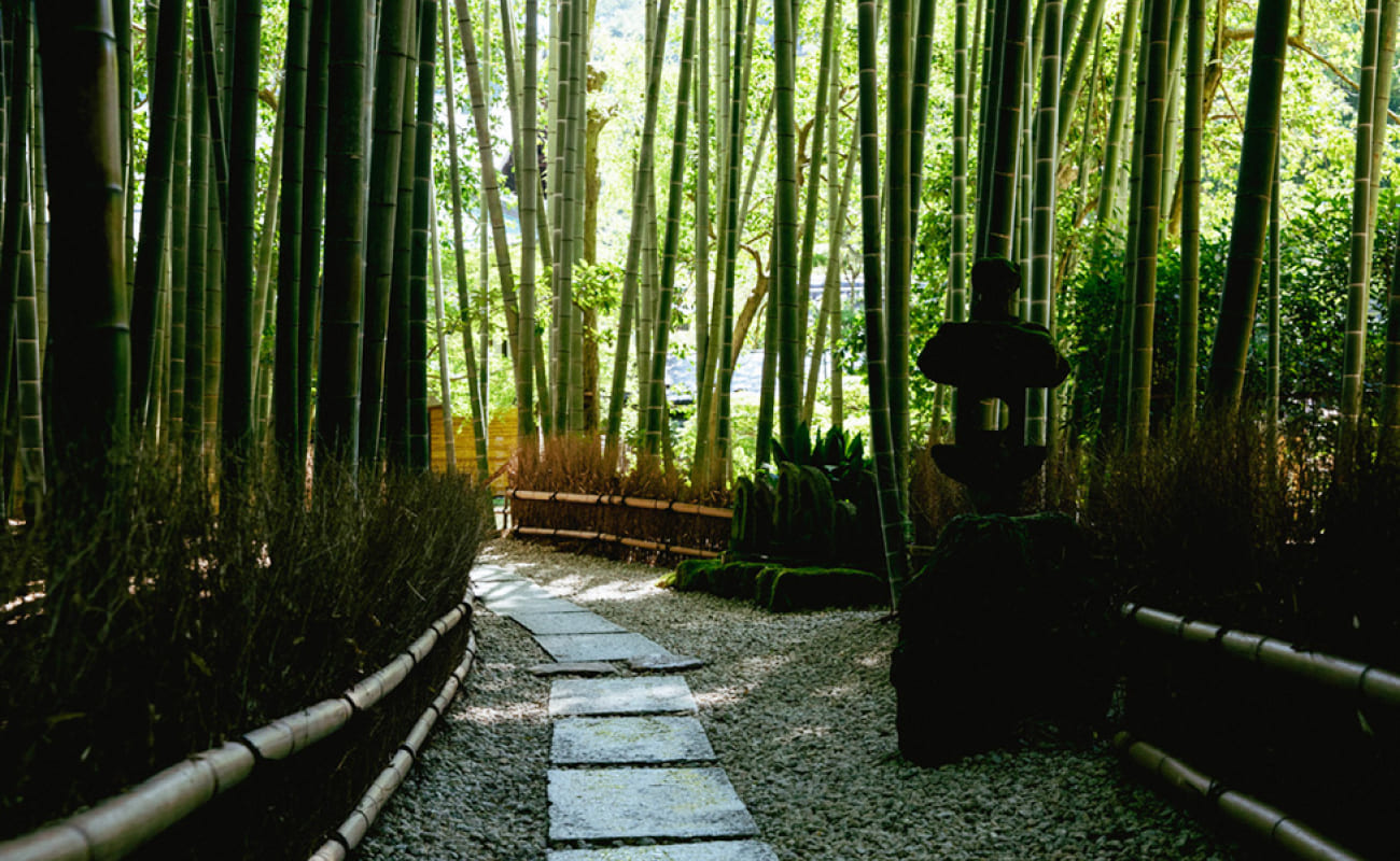 bamboo
            garden image